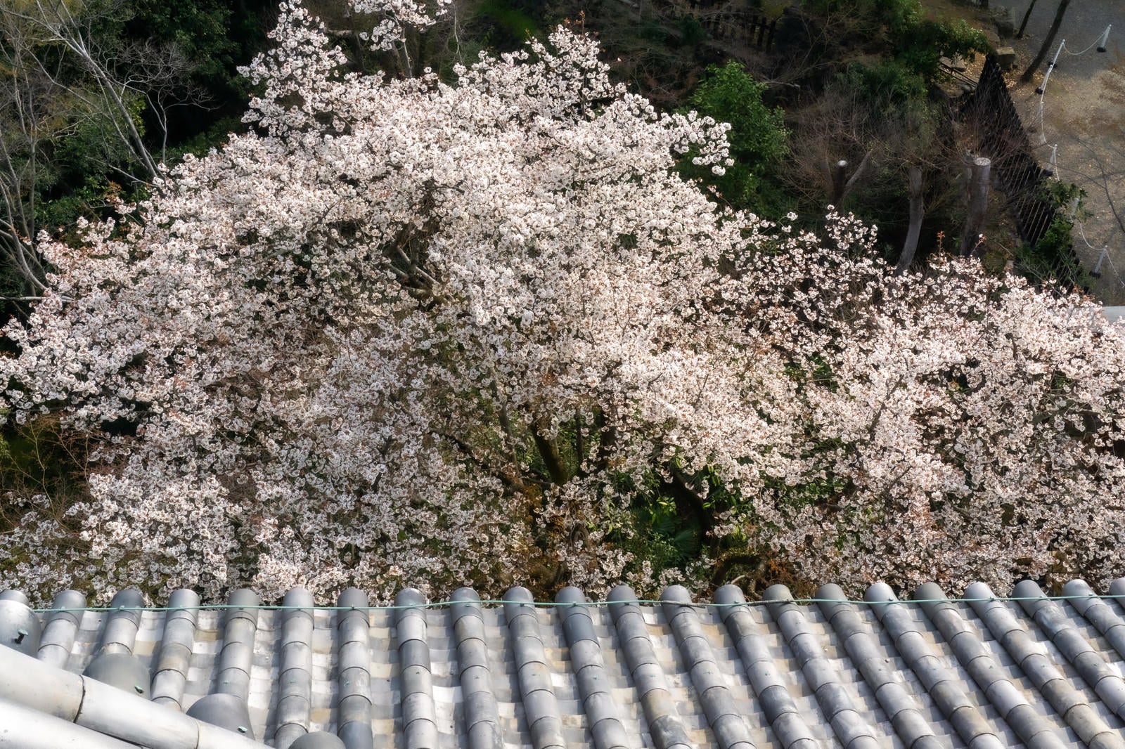 「天守閣の瓦屋根と桜を見下ろす」の写真