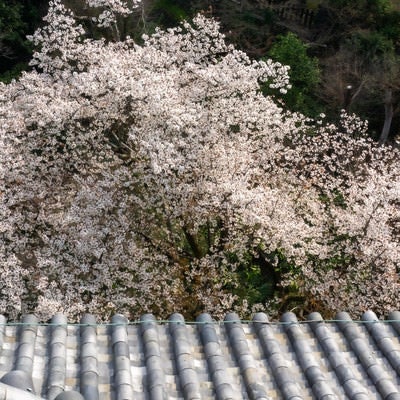 天守閣の瓦屋根と桜を見下ろすの写真