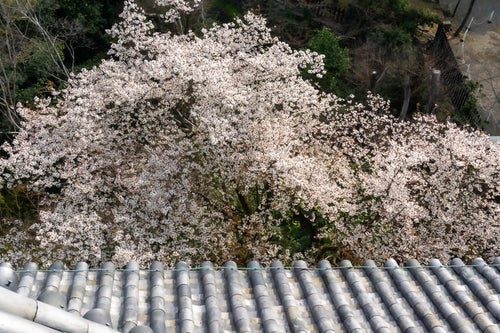 天守閣の瓦屋根と桜を見下ろすの写真