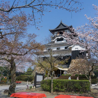 犬山城城内の桜の下に並ぶ赤い床几台の写真