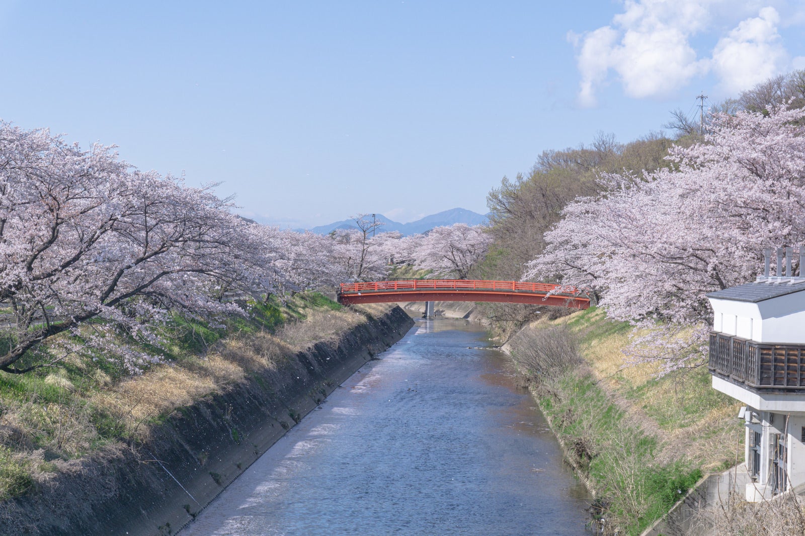 「散り始めの桜と赤い橋（岐阜県　各務原市）」の写真