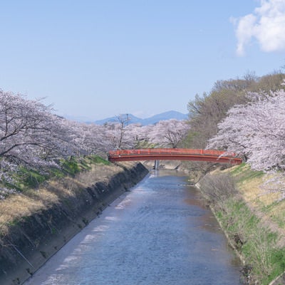 散り始めの桜と赤い橋（岐阜県　各務原市）の写真