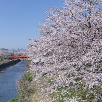 新境川の桜と赤い橋（岐阜県　各務原市）の写真