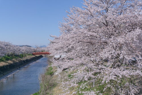 新境川の桜と赤い橋（岐阜県　各務原市）の写真