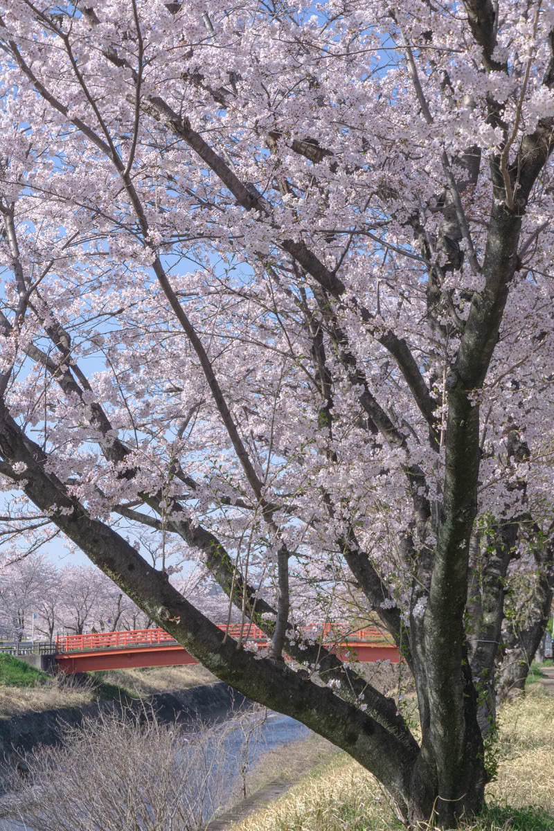 「見頃の桜の向うに見える赤い橋」の写真