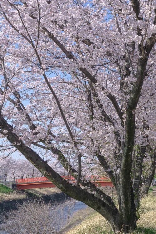 見頃の桜の向うに見える赤い橋の写真
