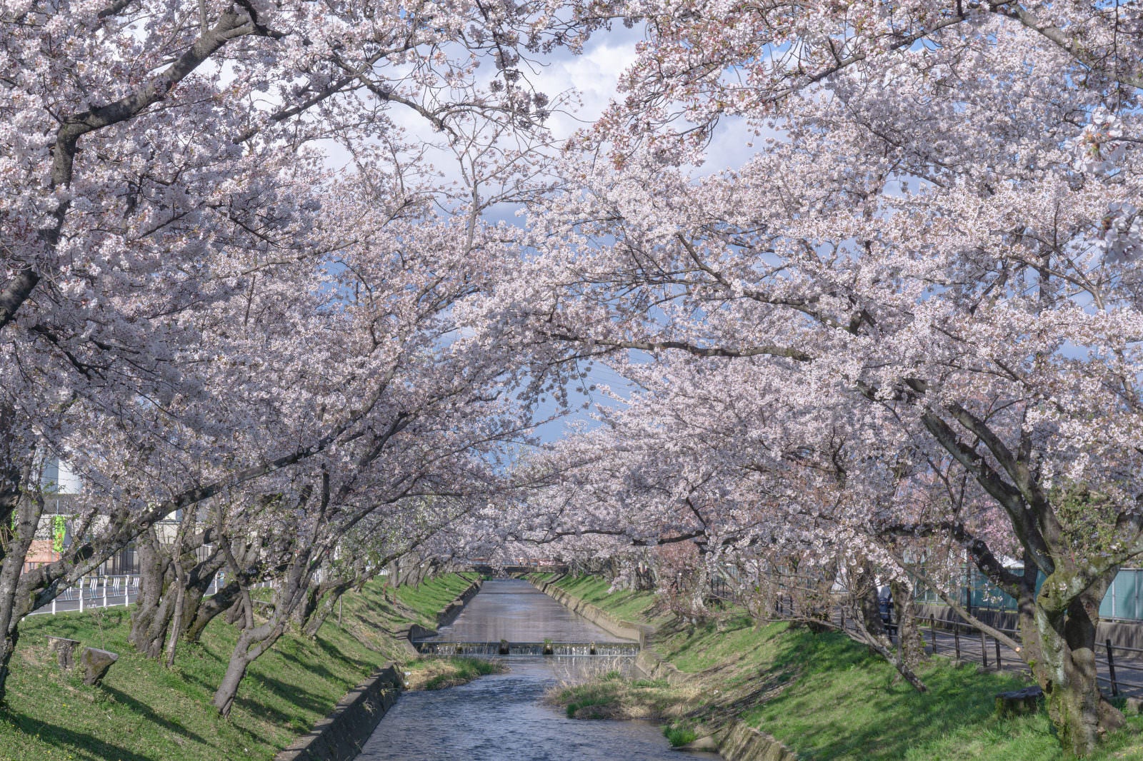 「五条川の桜（愛知県　大口町）」の写真