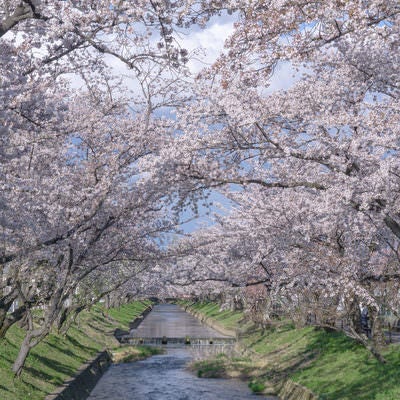 五条川の桜（愛知県　大口町）の写真