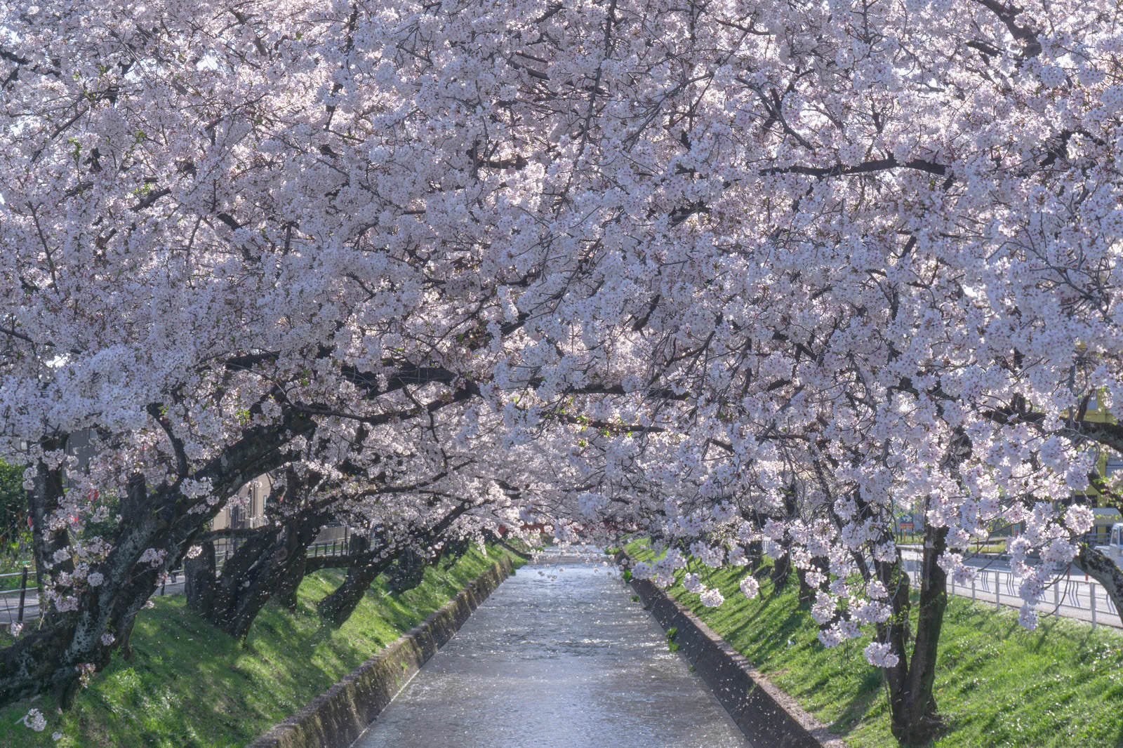 「満開の桜と春の風に舞う花びら」の写真