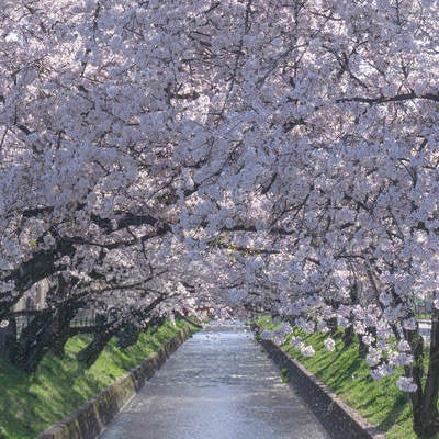 満開の桜と春の風に舞う花びらの写真