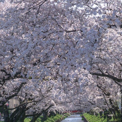五条川の見事な桜のトンネルの写真