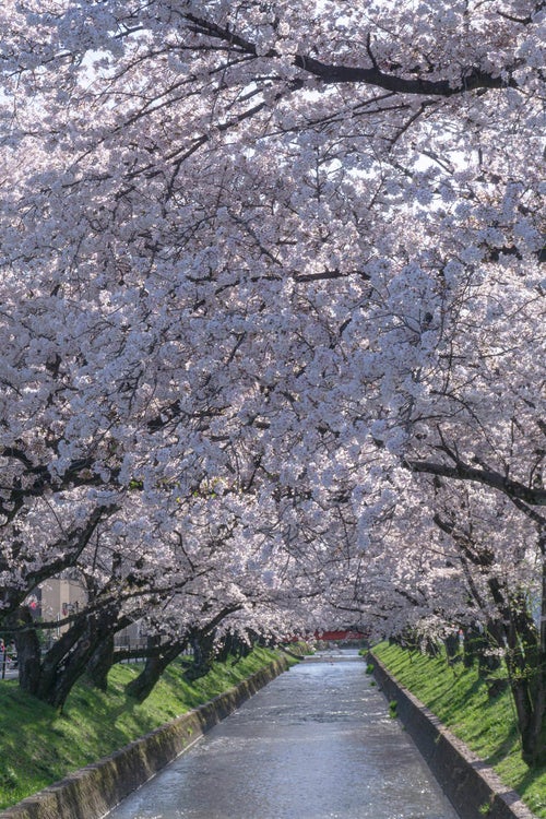 五条川の見事な桜のトンネルの写真