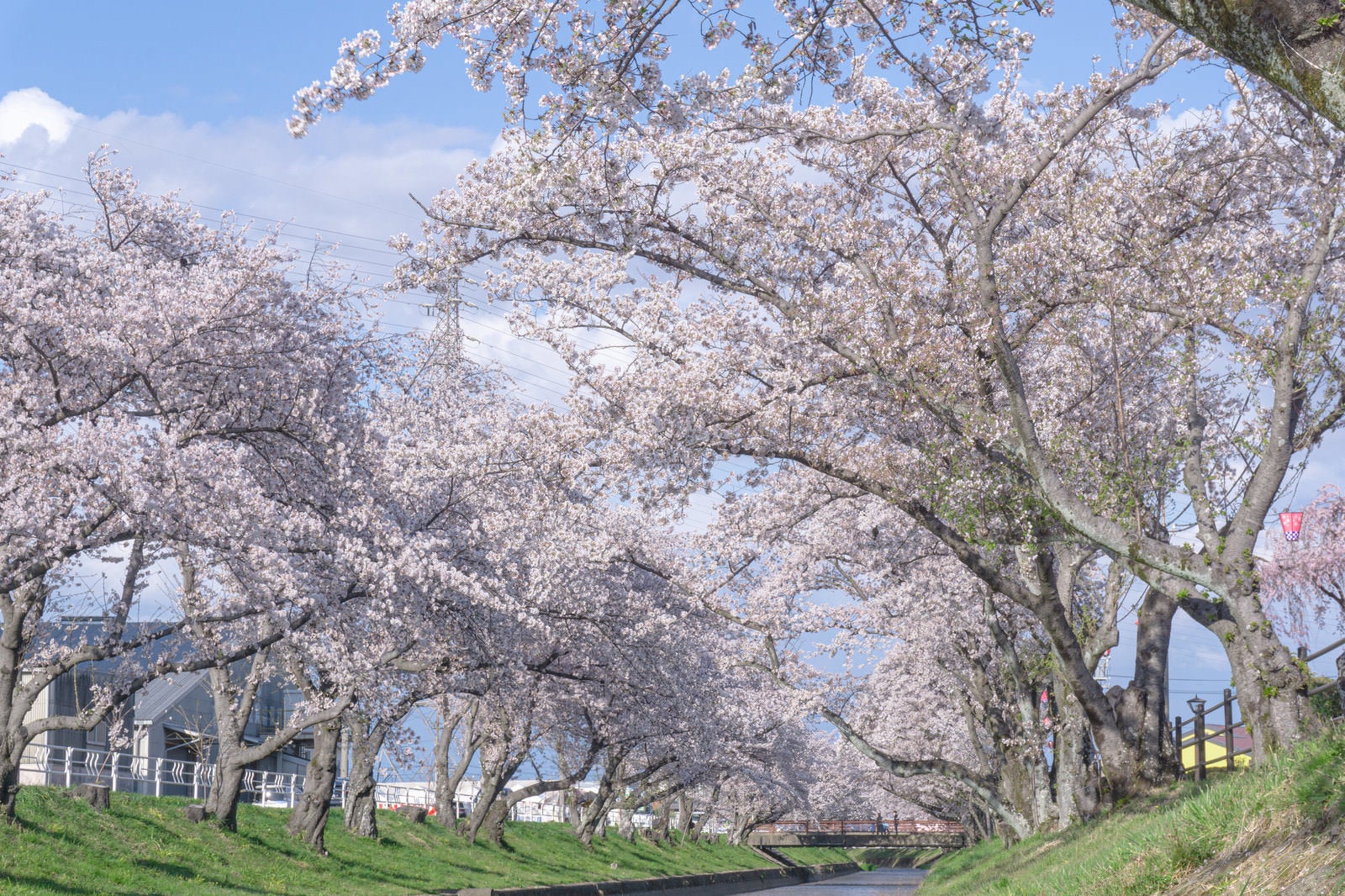 「五条川のほとりに降りて見揚げる桜」の写真