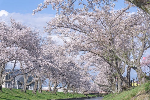 五条川のほとりに降りて見揚げる桜の写真