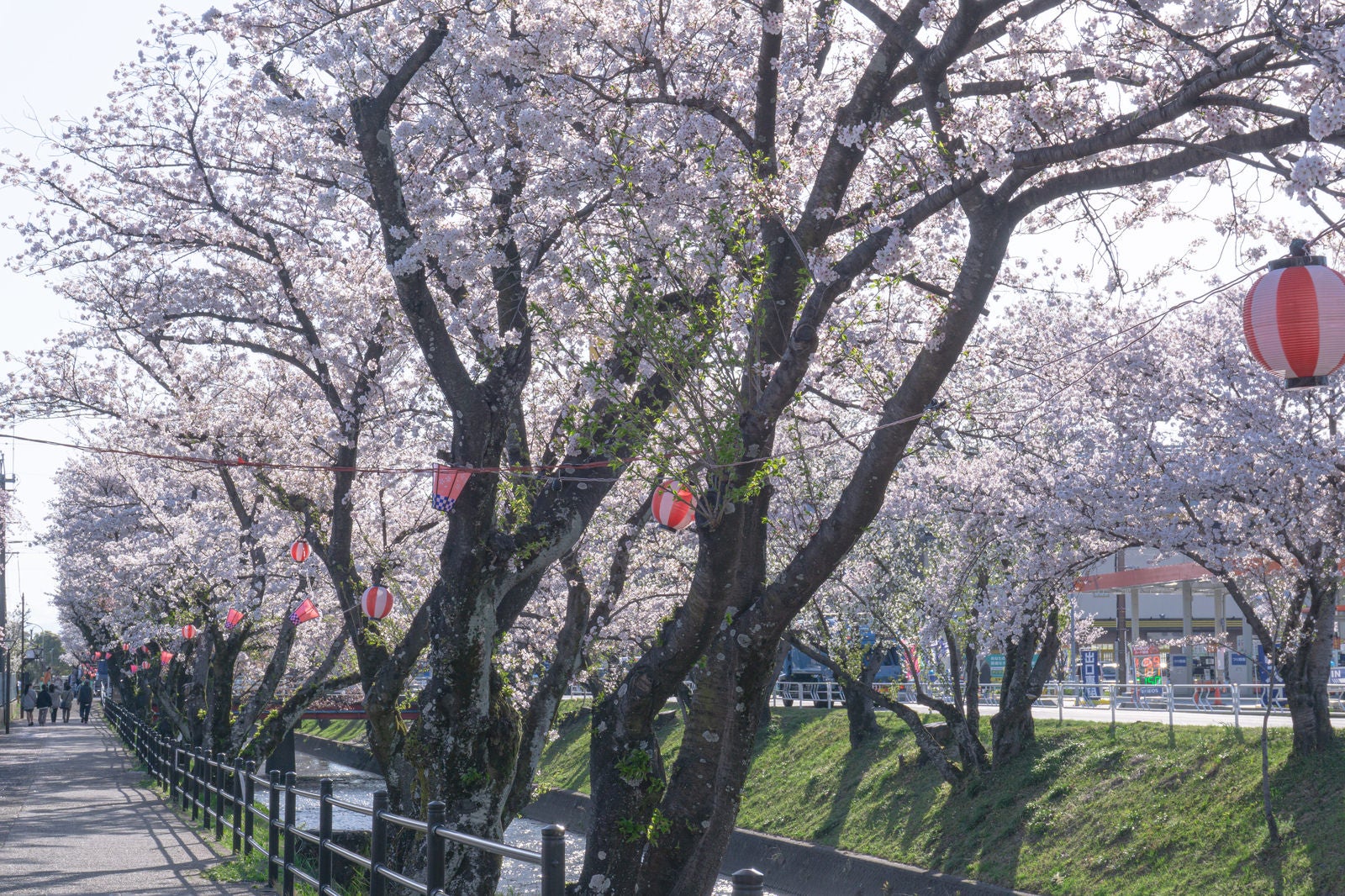「提灯が彩る桜並木」の写真