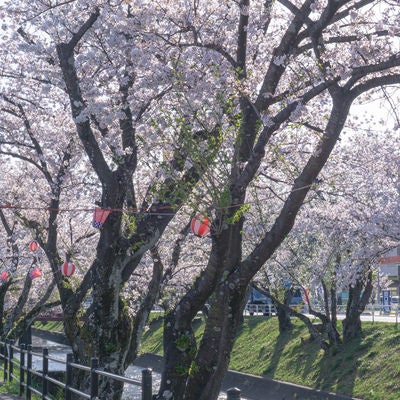 提灯が彩る桜並木の写真
