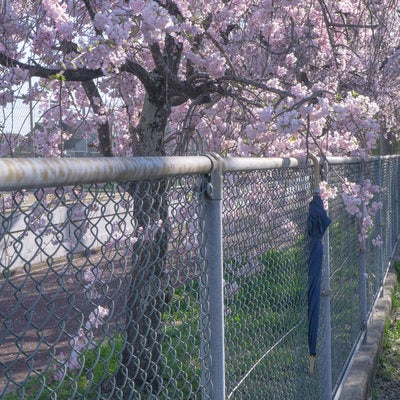 桜とフェンスにかけられた忘れた傘の写真