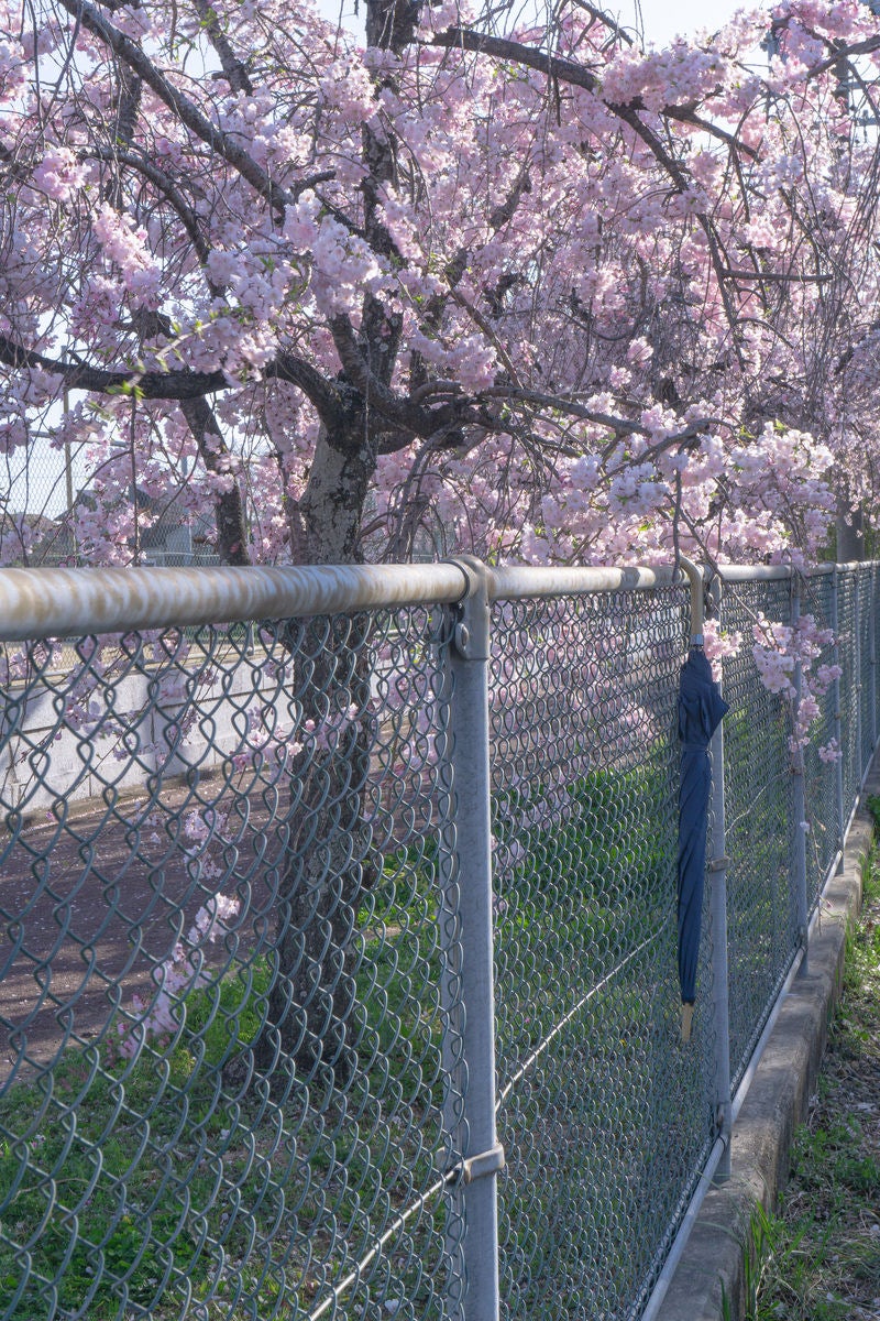 「桜とフェンスにかけられた忘れた傘」の写真