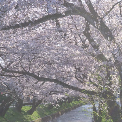 春の柔らかな日差しの桜と小川の写真