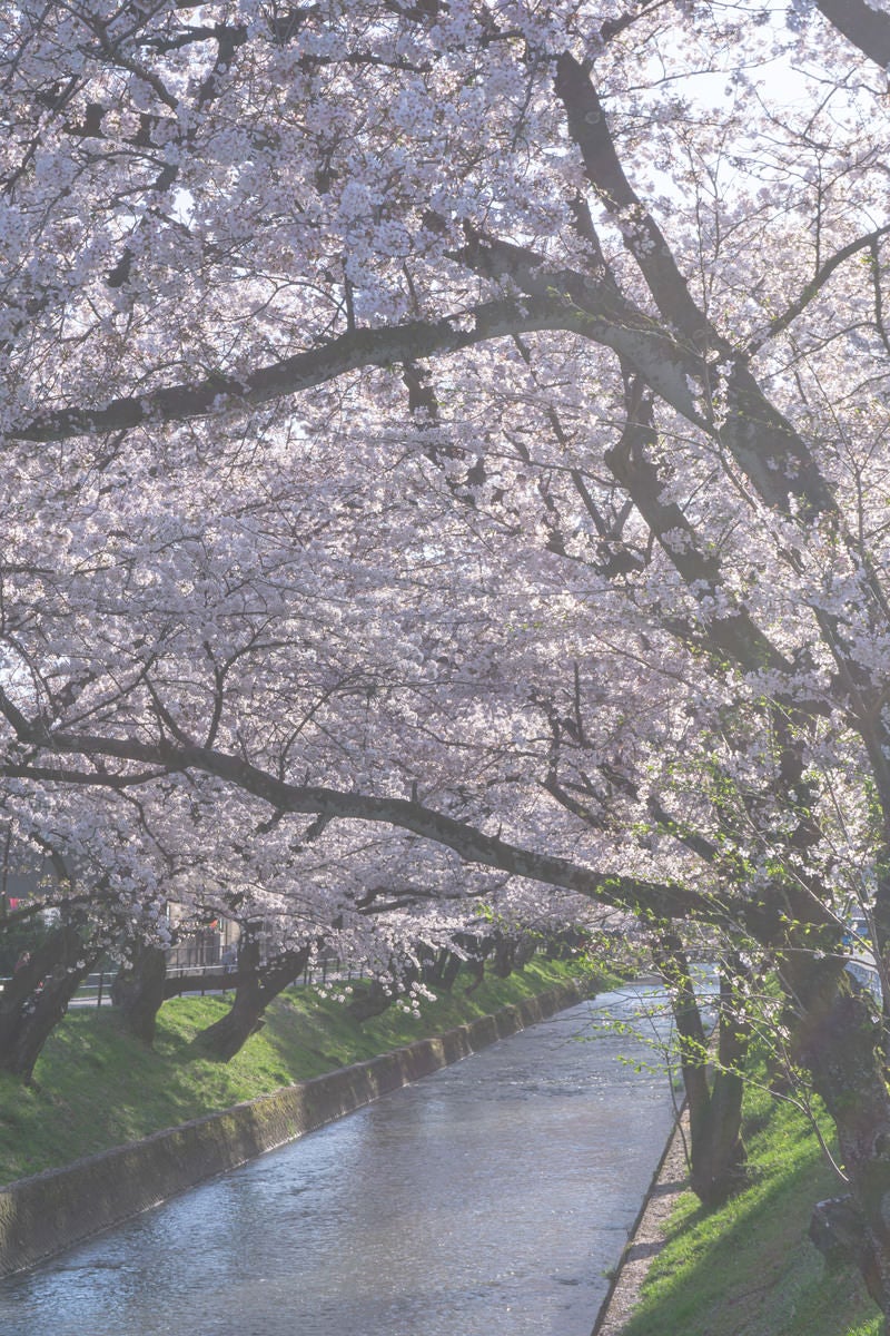 「春の柔らかな日差しの桜と小川」の写真