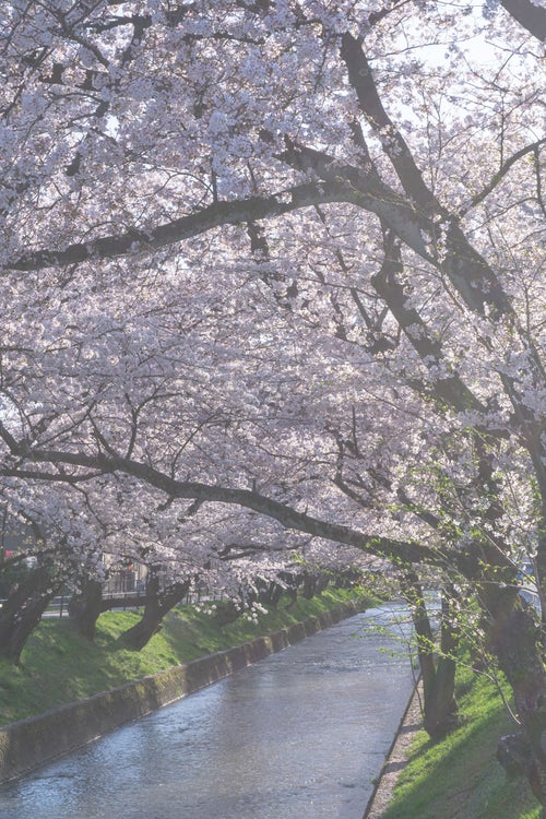 春の柔らかな日差しの桜と小川の写真