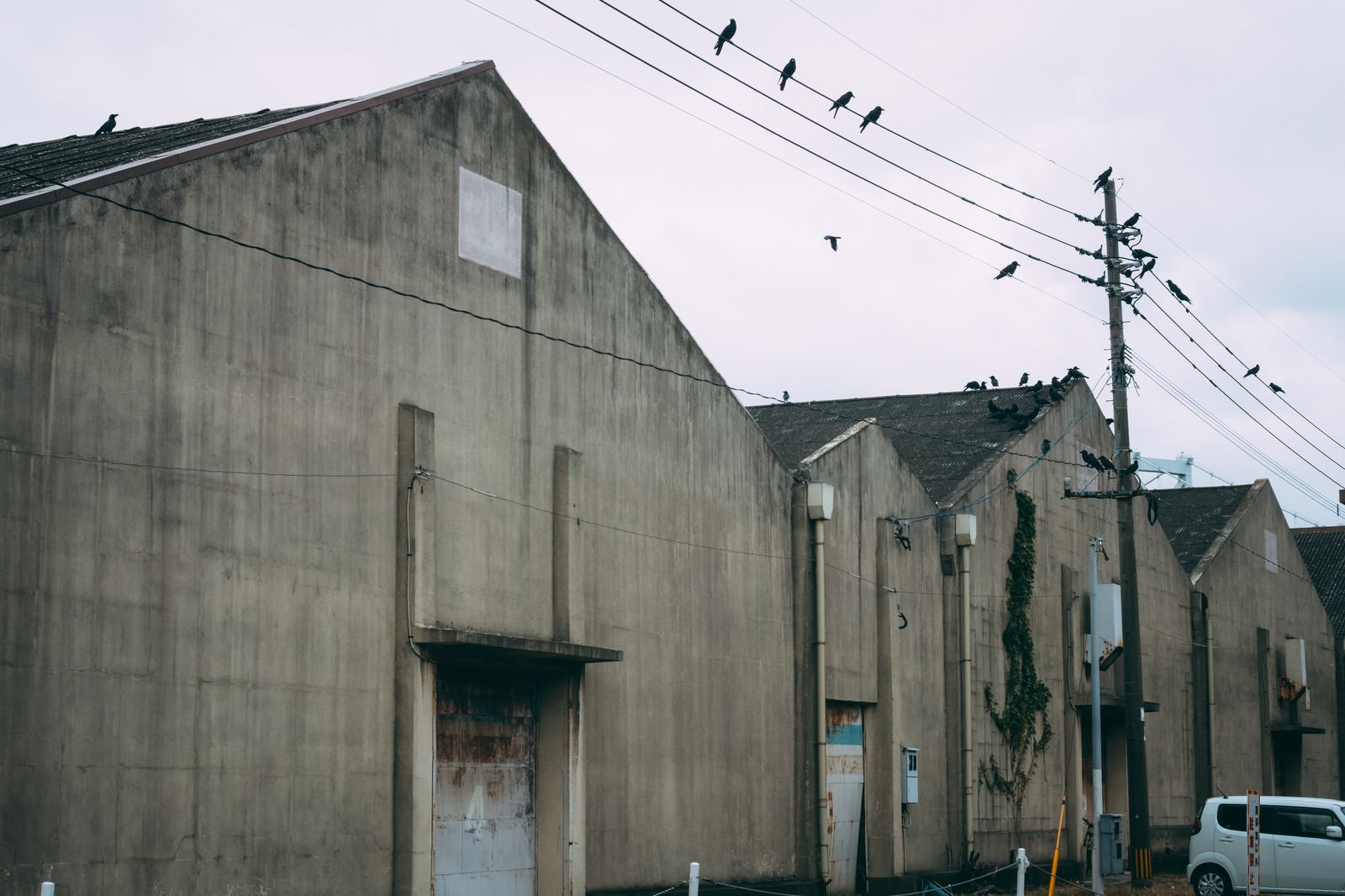 「カラスが集まる古びた港の倉庫」の写真