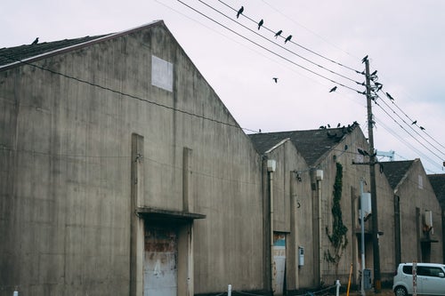 カラスが集まる古びた港の倉庫の写真
