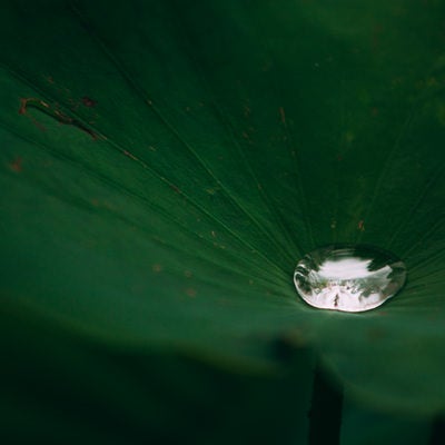 ハスの葉の中心で輝く水の写真
