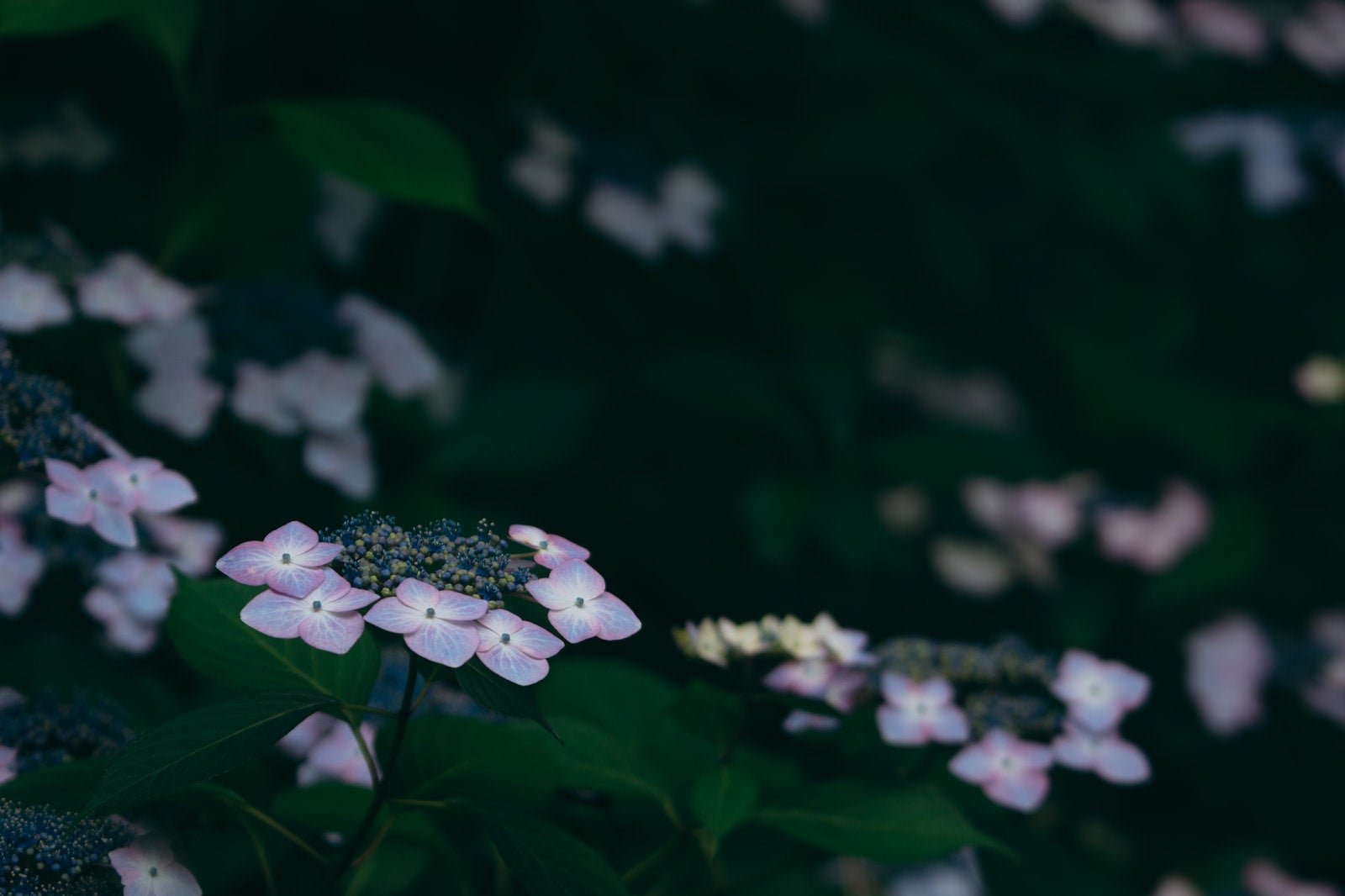 「うす暗い木陰に鮮やかさを灯す紫陽花」の写真