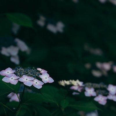 うす暗い木陰に鮮やかさを灯す紫陽花の写真