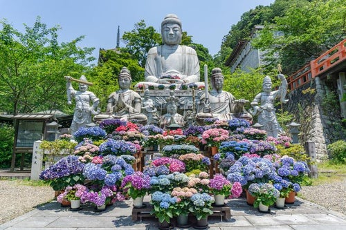 見事に咲き誇る紫陽花と御前立ての石仏の背後に座す台座も含めれば身丈15ｍになる壷阪寺の大釈迦如来石像の写真