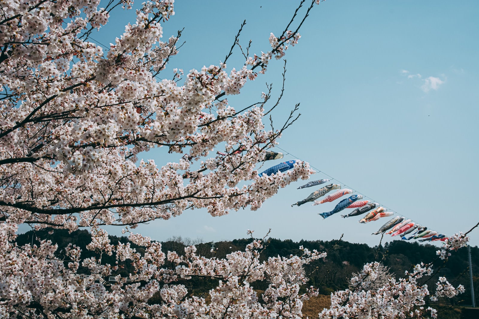 「満開の桜と青空の中泳ぐ鯉のぼり」の写真