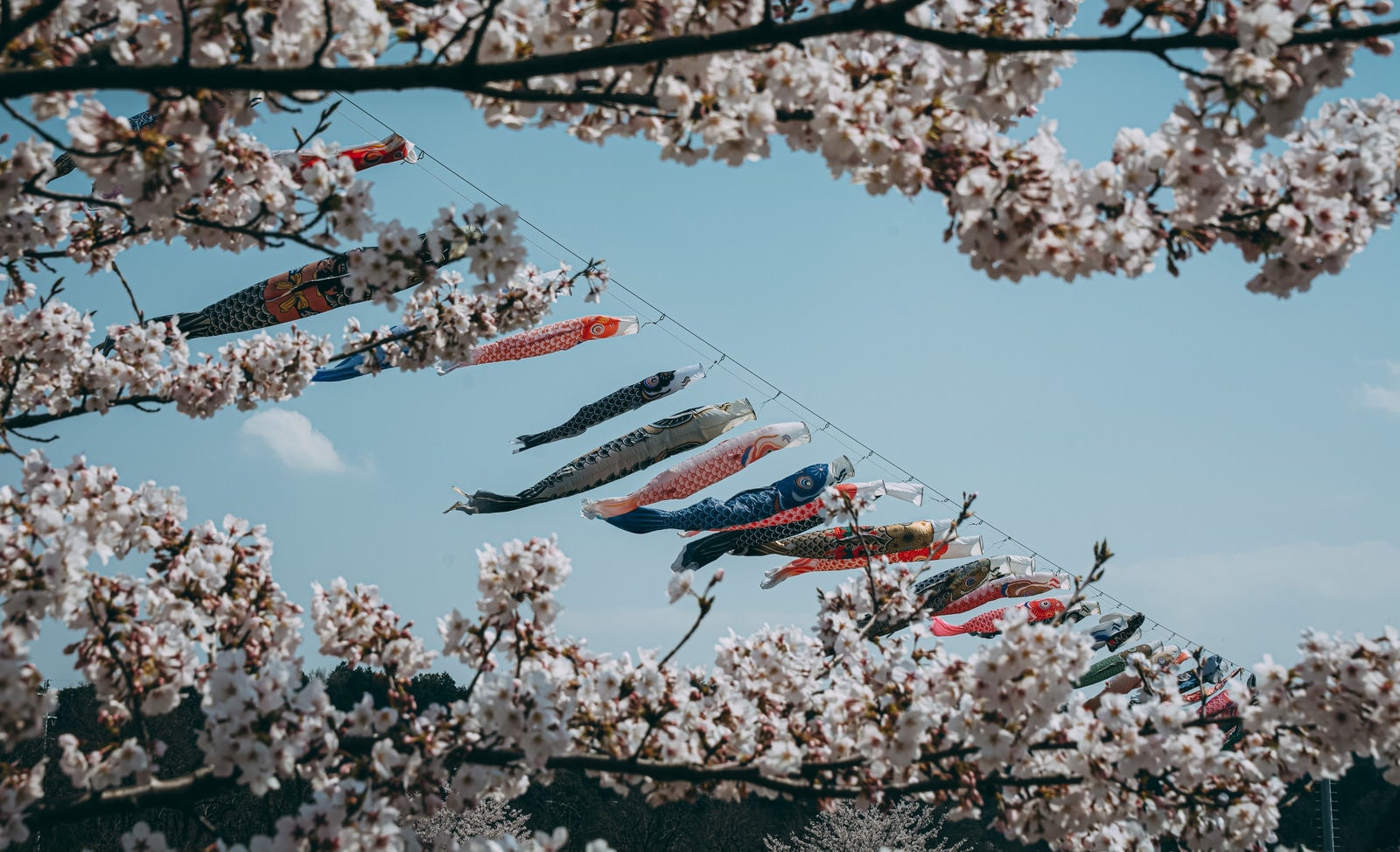 「青空の下気持ちよく泳ぐ鯉のぼりを桜とともに」の写真