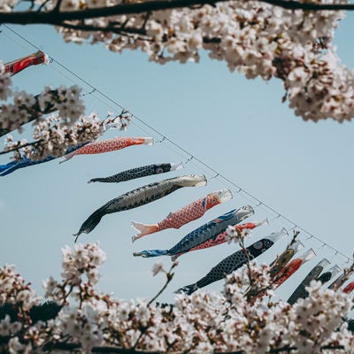 満開の桜の額縁の中泳ぐ鯉のぼりの写真