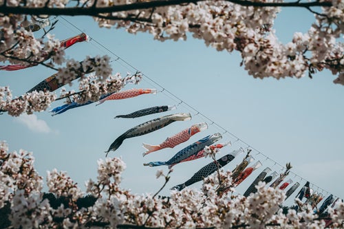 満開の桜の額縁の中泳ぐ鯉のぼりの写真