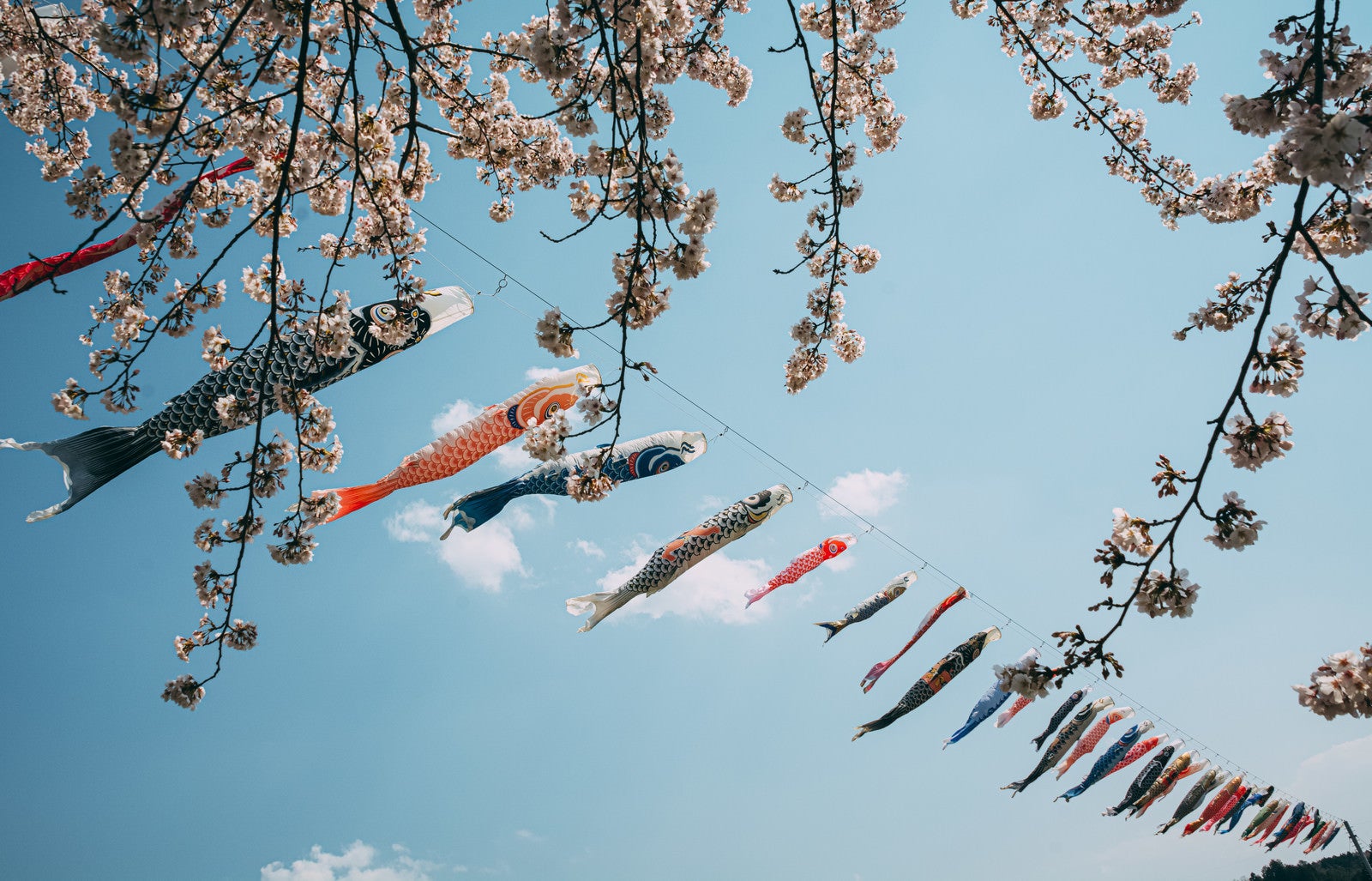 「桜の暖簾越しの鯉のぼり」の写真