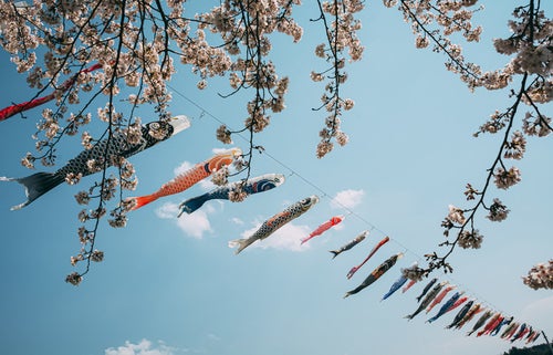 桜の暖簾越しの鯉のぼりの写真