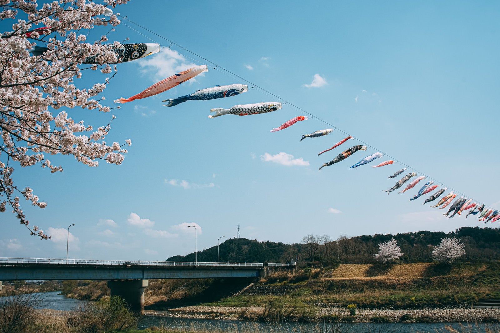 「桜の季節に川の上を気持ちよく泳ぐ沢山の鯉のぼり」の写真