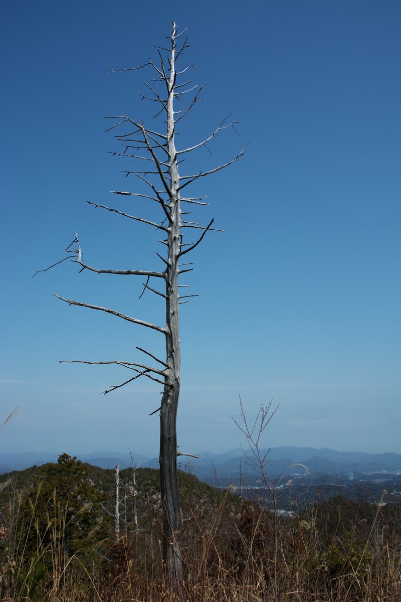 「山頂の立つ立ち枯れた一本の木」の写真