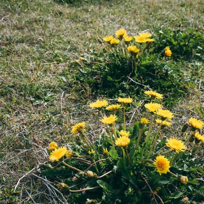 二株のたんぽぽの写真