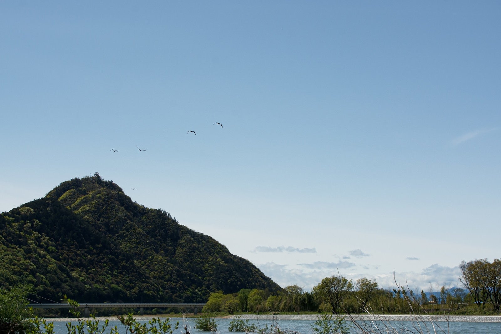 「雨上がりの長良川河川敷から遠く岐阜城に向かう鳥たちを眺める」の写真