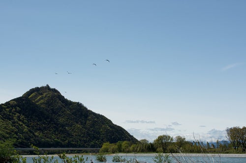 雨上がりの長良川河川敷から遠く岐阜城に向かう鳥たちを眺めるの写真
