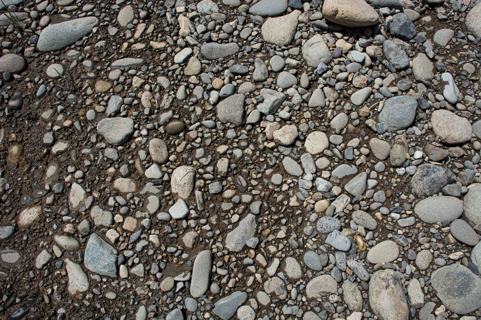 「踏み固められたように石がいっぱい埋まっている河原の石（テクスチャー）」の写真