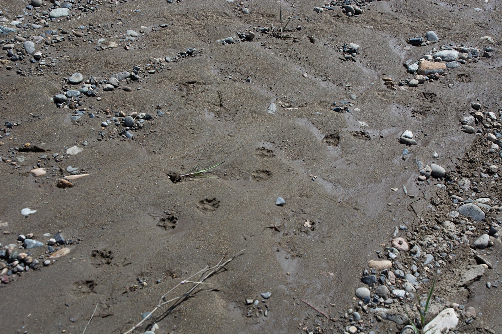 「動物の足跡が残る湿った砂場」の写真