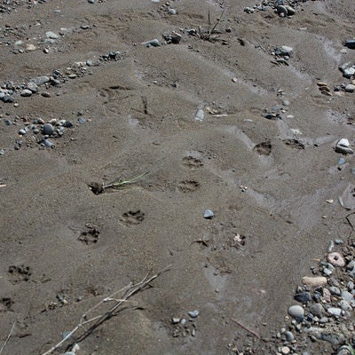 動物の足跡が残る湿った砂場の写真