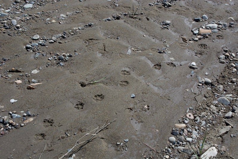 動物の足跡が残る湿った砂場の写真