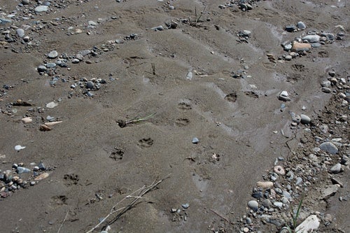 動物の足跡が残る湿った砂場の写真