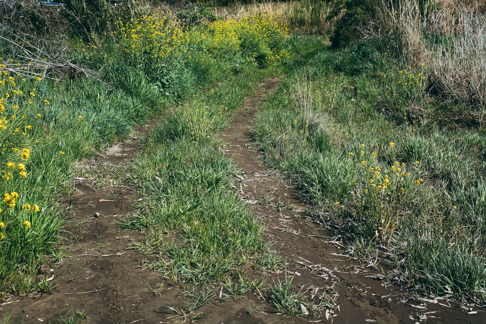 「轍の残る草むらの道」の写真