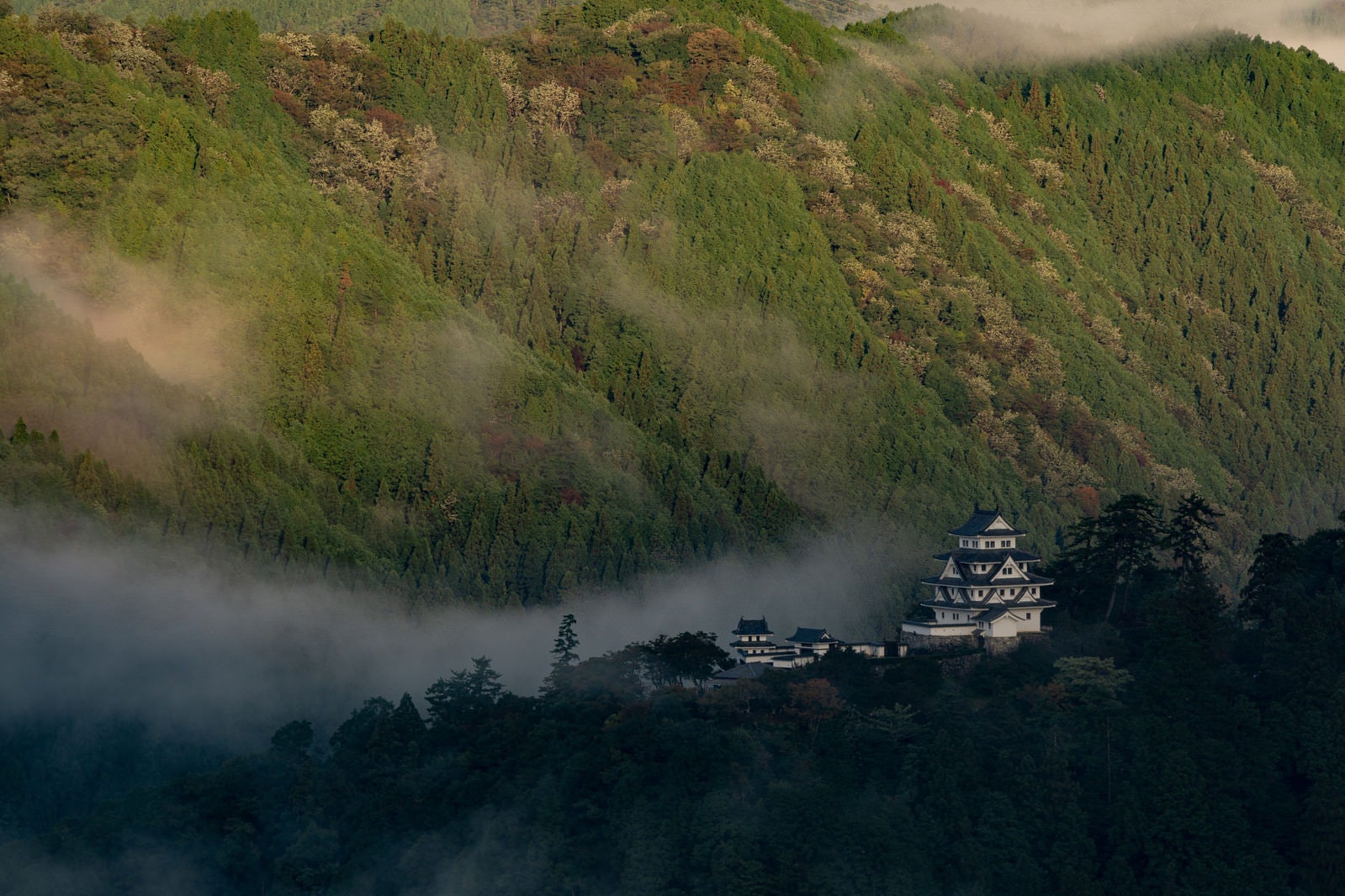「霧が晴れ山上に姿を現した郡上八幡城」の写真