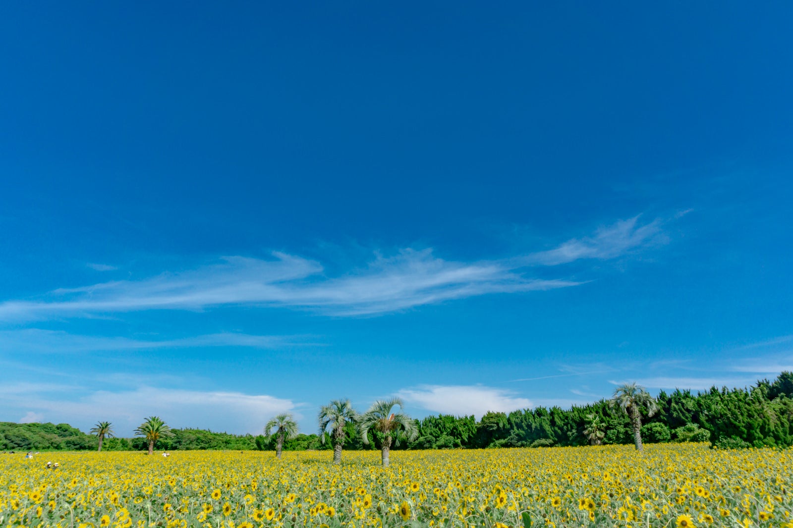 「青い空と黄色い絨毯が広がる夏の景色」の写真